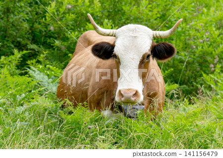 Cow in the meadow 141156479