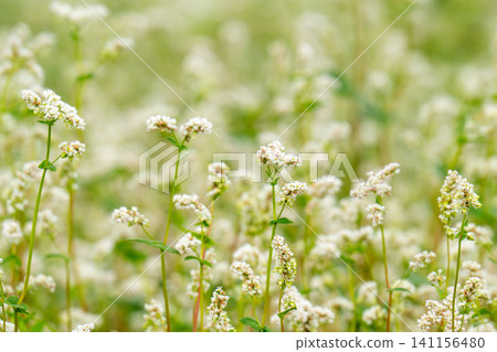 beautiful landscape with buckwheat field, close-up of white buckwheat flowers 141156480