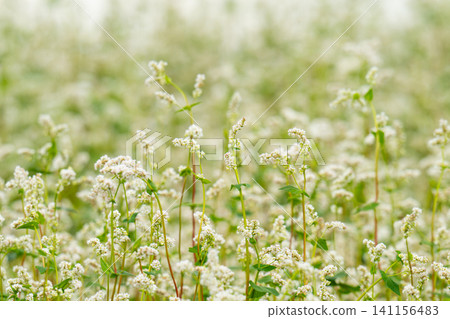 beautiful landscape with buckwheat field, close-up of white buckwheat flowers beautiful landscape with buckwheat field, close-up of white buckwheat flowers 141156483