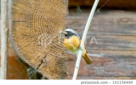 a redstart bird 141156494