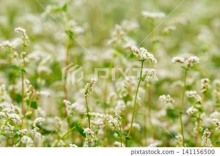 beautiful landscape with buckwheat field, close-up of white buckwheat flowers 141156500