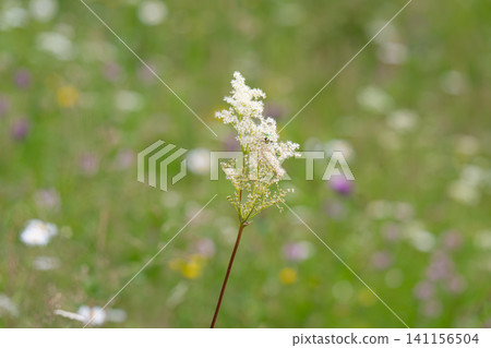 meadowsweet growing in a meadow meadowsweet growing in a meadow 141156504