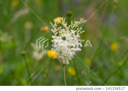 meadowsweet growing in a meadow meadowsweet growing in a meadow 141156517