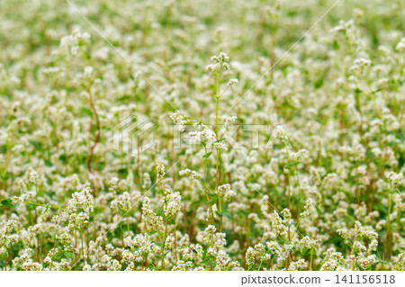 beautiful landscape with buckwheat field, close-up of white buckwheat flowers beautiful landscape with buckwheat field, close-up of white buckwheat flowers 141156518