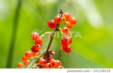 Redcurrant branch with red berries. Redcurrant branch with red berries. 141156519