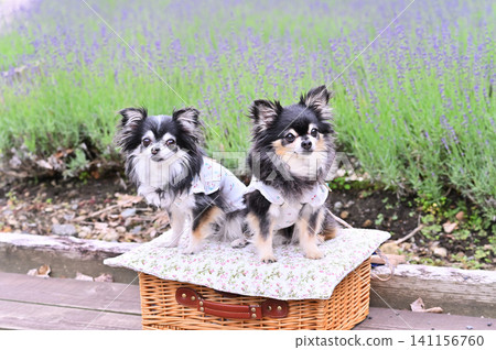 A field of lavender in full bloom and two Chihuahuas A field of lavender in full bloom and two Chihuahuas 141156760