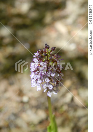 Lady orchid Lady orchid 141156845
