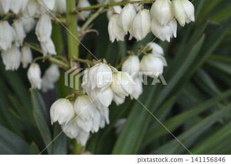 Spanish dagger Spanish dagger 141156846