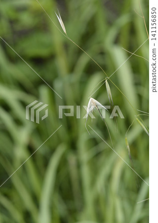 Avena fatua wild oat grass growing in nature Avena fatua wild oat grass growing in nature 141156850