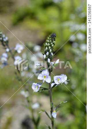 Gentian Speedwell Flowers in a Sunny Garden Gentian Speedwell Flowers in a Sunny Garden 141156867