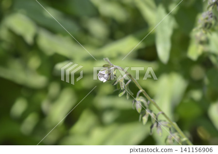 Cretan Blue hounds tongue Cretan Blue hounds tongue 141156906