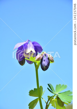 Columbine flowers stand out against the blue sky. Columbine flowers stand out against the blue sky. 141157046