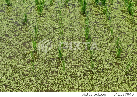 Duckweed and microorganisms growing on the surface of rice paddies Duckweed and microorganisms growing on the surface of rice paddies 141157049