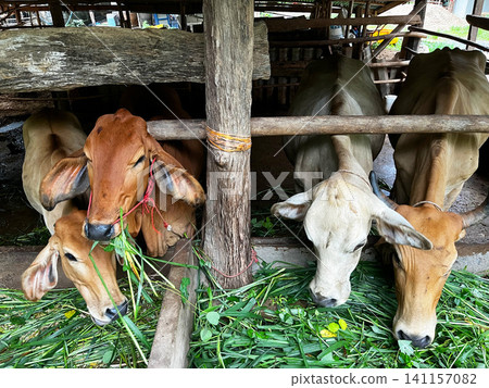 Agricultural zoology photograph showing domesticated Bos indicus cattle feeding on green forage inside a rural wooden barn stall, emphasizing livestock husbandry practices Agricultural zoology photograph showing domesticated Bos indicus cattle feeding on green forage inside a rural wooden barn stall, emphasizing livestock husbandry practices 141157082