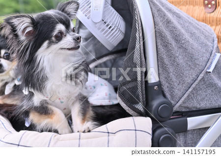 Two Chihuahuas taking a walk in a pet stroller with a fan attached. Two Chihuahuas taking a walk in a pet stroller with a fan attached. 141157195