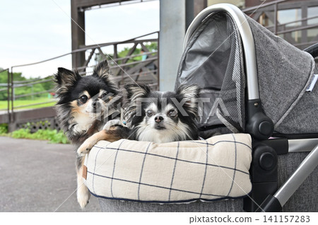 Two Chihuahuas being walked in a pet stroller at a restaurant's terrace seating area. Two Chihuahuas being walked in a pet stroller at a restaurant's terrace seating area. 141157283