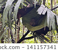 The world's smallest tarsier (primate) lives on Bohol Island in the Philippines. 141157341