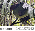 The world's smallest tarsier (primate) lives on Bohol Island in the Philippines. 141157342