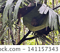 The world's smallest tarsier (primate) lives on Bohol Island in the Philippines. 141157343