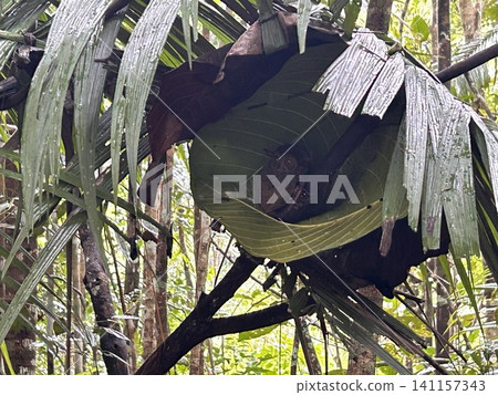 The world's smallest tarsier (primate) lives on Bohol Island in the Philippines. 141157343