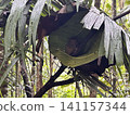 The world's smallest tarsier (primate) lives on Bohol Island in the Philippines. 141157344