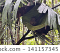 The world's smallest tarsier (primate) lives on Bohol Island in the Philippines. 141157345