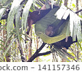 The world's smallest tarsier (primate) lives on Bohol Island in the Philippines. 141157346
