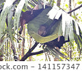 The world's smallest tarsier (primate) lives on Bohol Island in the Philippines. 141157347