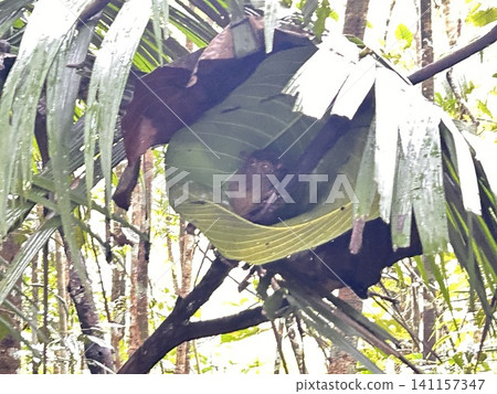 The world's smallest tarsier (primate) lives on Bohol Island in the Philippines. 141157347