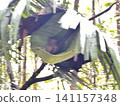 The world's smallest tarsier (primate) lives on Bohol Island in the Philippines. 141157348