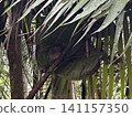 The world's smallest tarsier (primate) lives on Bohol Island in the Philippines. 141157350