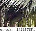 The world's smallest tarsier (primate) lives on Bohol Island in the Philippines. 141157351