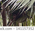 The world's smallest tarsier (primate) lives on Bohol Island in the Philippines. 141157352