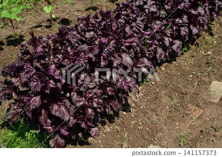 Red perilla (Lamiaceae family) - an annual plant for planting in the ground. Red perilla (Lamiaceae family) - an annual plant for planting in the ground. 141157373
