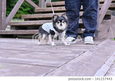 A woman walking her dog, a Chihuahua. A woman walking her dog, a Chihuahua. 141157443