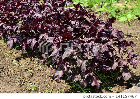 Red perilla (Lamiaceae family) - an annual plant for planting in the ground. Red perilla (Lamiaceae family) - an annual plant for planting in the ground. 141157467