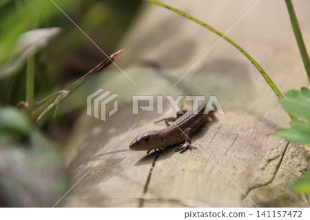 Japanese kana snake Japanese kana snake 141157472