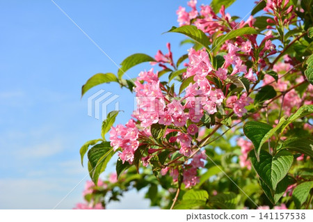 The flowers of the Weigela shimmer against the blue sky of early summer. 141157538