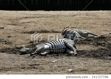 Two zebras lying on the ground, showing their bellies. Two zebras lying on the ground, showing their bellies. 141157786