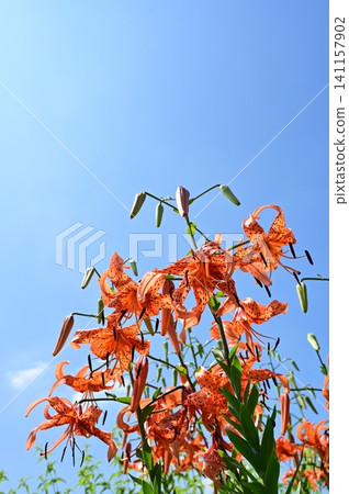 虎百合(百合科,Liliaceae) 虎百合(百合科,Liliaceae) 141157902