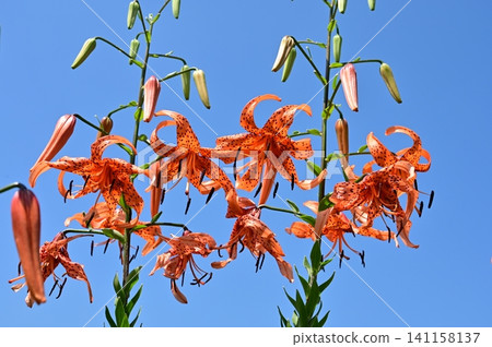 Tiger lily (Lily family, Lilium genus) 141158137