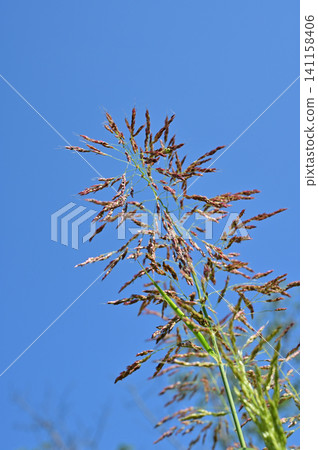 Sorghum halepense (Poaceae family), Sorghum genus Sorghum halepense (Poaceae family), Sorghum genus 141158406