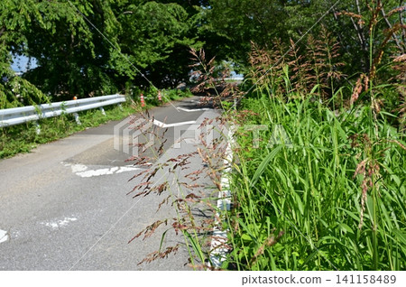 Sorghum halepense (Poaceae family), genus Sorghum, growing by the roadside Sorghum halepense (Poaceae family), genus Sorghum, growing by the roadside 141158489