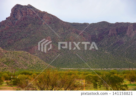 Old Saguaro Cactus Sonora desert Arizona 141158821