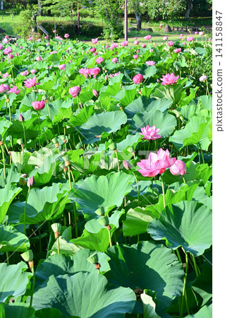 Ancient lotus no Sato Ancient lotus no Sato 141158847