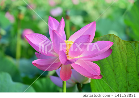 Ancient lotus no Sato Ancient lotus no Sato 141158851