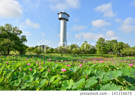 Ancient lotus no Sato Ancient lotus no Sato 141158878