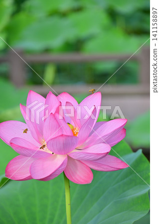古蓮花沒佐藤 古蓮花沒佐藤 141158897