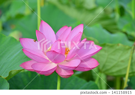 古蓮花沒佐藤 古蓮花沒佐藤 141158915