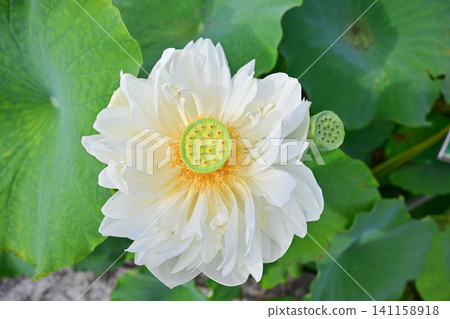 古蓮花沒佐藤 古蓮花沒佐藤 141158918